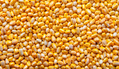Dry yellow corn kernels background texture
