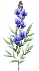 Obraz premium Watercolor illustration of a beautiful lupine flower with green leaves on a white background botanical art style