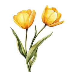 watercolor of Yellow Tulip Branch, isolated on a white background.