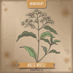 Anise Myrtle aka Syzygium anisatum color sketch on elegant lace background.
