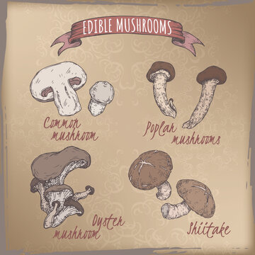 Set of color sketches with common mushroom, oyster mushroom, shiitake and poplar mushroom.