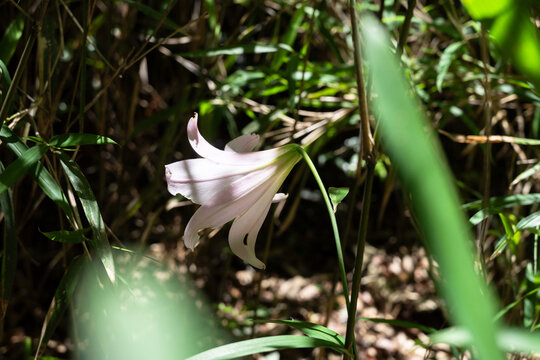 A Frower