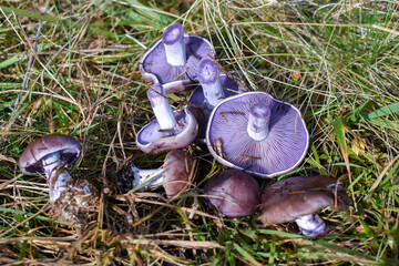 Lepista nuda, purple mushrooms lying on the grass. Mushroom picking.