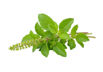 A small bunch of fresh tulsi leaves with a rich green color and small flower buds. isolated on transparent background