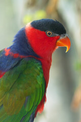 Black-capped lory (Lorius lory) also known as western black-capped lory or the tricolored lory, portrait on a colored background.