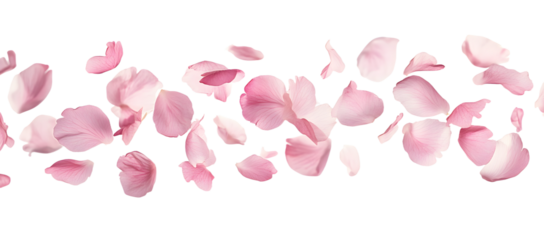 Beautiful pink petals of Sakura flower falling in the air, isolated on white background. Zero gravity or levitation spring flowers conception, high resolution image