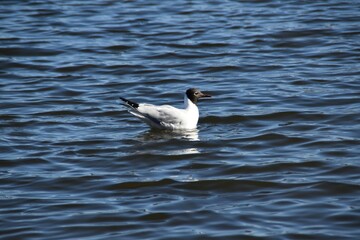 A black-headed gull is swimming in the sea in bright and sunny spring day.