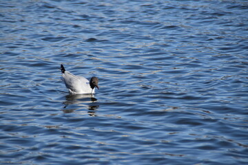 A black-headed gull is swimming in the sea in bright and sunny spring day.