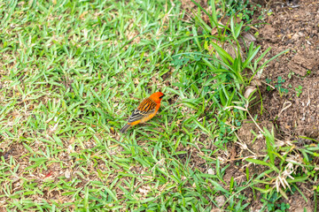 A bright red male Madagascar fody bird foraging on green grass in a tropical environment