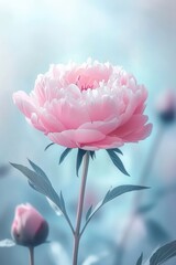 Captivating pink peony blossom in soft light showcasing delicate petals and serene background creating a dreamy floral portrait for stock photo use