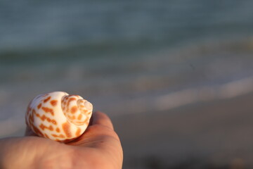 Close-up of a hand holding a snail seashell, likely from the Babylonia family, showcasing its spiral shape and intricate brown patterns, Duqm beach, Oman