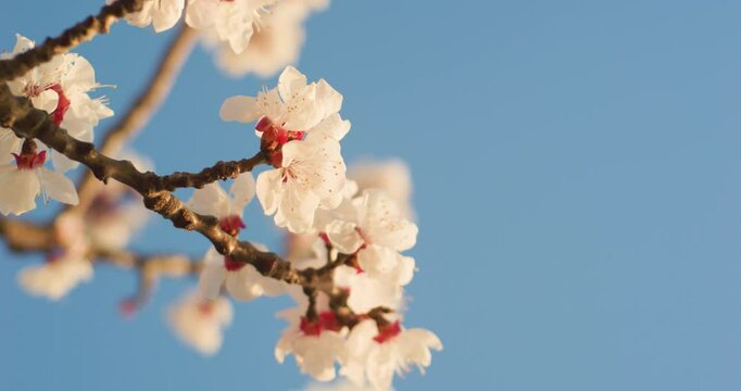 Plum blossoms and cherry blossoms bloom in spring, and wind chimes hang in the air.
