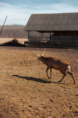 male deer grazing at the meadow