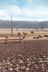 herd of deer grazing freely
