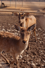 close up deer couple portrait