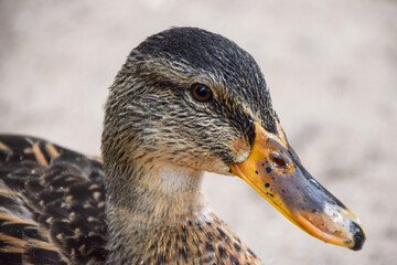 Portrait of a female mallard duck