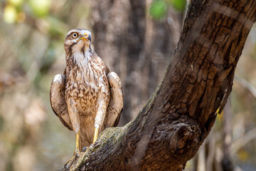 White-eyed buzzard