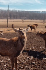 male deer close up portrait 