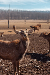 male deer close up portrait 