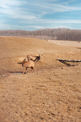 herd of deer grazing freely