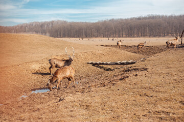 herd of deer grazing freely