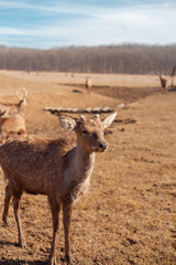 male deer close up portrait 