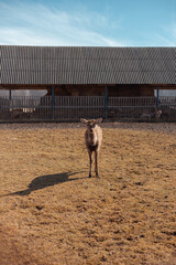 full-length deer portrait on the field