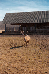 male deer grazing at the meadow