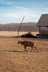 male deer grazing at the meadow
