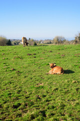 Ternero acostado en dehesa de Asturias