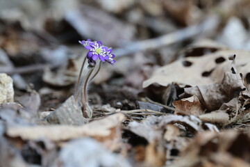 Common Name: Asian liverleaf
Sci. Name: Hepatica asiatica Nakai