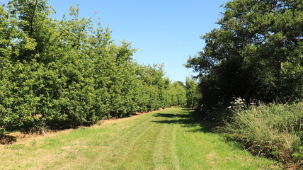 path in the field