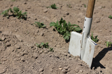 shovel in the ground against the background of green potato shoots close-up. hilling a bed in the garden