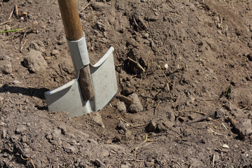 shovel in the ground close-up on a sunny day. digging a garden in spring