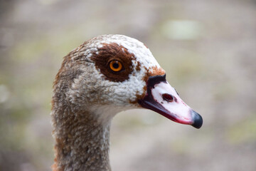 Portrait of an Egyptian goose