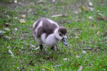 An Egyptian goose baby walks around in a park