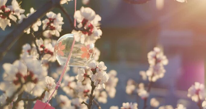 Plum blossoms and cherry blossoms bloom in spring, and wind chimes hang in the air.
