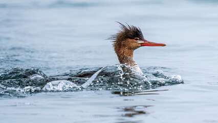 Merganser swimming
