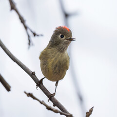 Ruby crowned kinglet