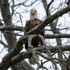 american bald eagle