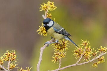 Obraz premium A great tit sits on a branch with yellow flowers. Parus major. Portrait of a great tit in the nature habitat. 