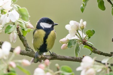 Obraz premium A beautiful great tit sits on a apple twig with flowers. Parus major. Portrait of a great tit in the nature habitat. 