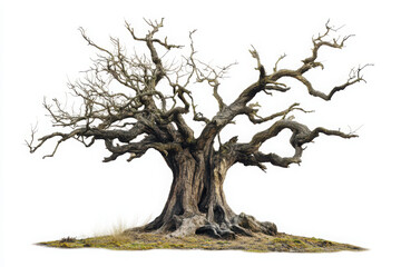 Bare Tree Isolated on White Background