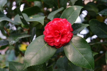 Blossom flower of red Camelia japonica, evergreen decorative plant in botanical garden or orangery on green leaves background. Common Camellia, Japanese Camellia, or tsubaki close up, macro.