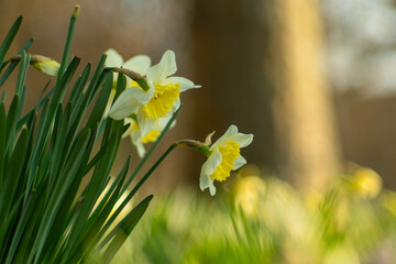 blooming daffodils in the garden during springtime