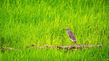A paddy heron in the wild