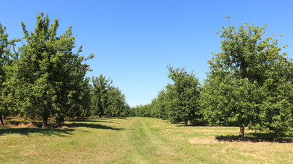 Summer landscape and trees