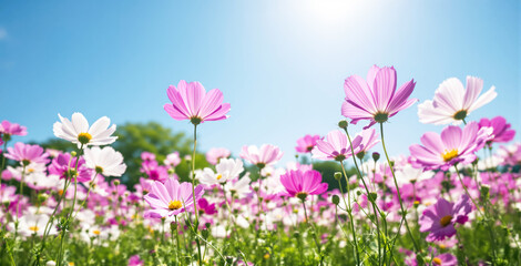 Obraz premium Beautiful pink and white cosmos flowers blooming in a sunlit field with a clear blue sky. Capturing the essence of spring and nature's beauty. Ai generative