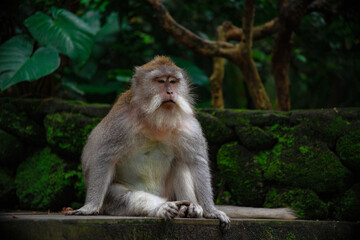 A monkey sits peacefully among lush greenery in the monkey forest of Bali, surrounded by natural beauty and ancient stone structures.