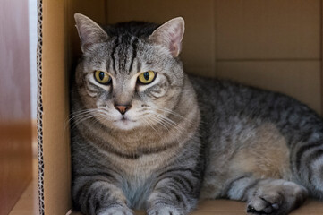 Getigerter Kater liegt in einem Karton